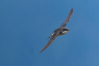 Tree Swallow Flying